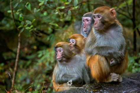 Istvan Kadar Photography | WILDLIFE | Rhesus Macaques (Macaca mulatta)