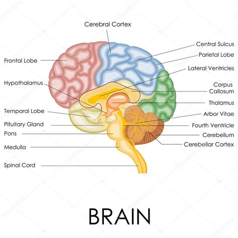 Human Brain Anatomy Stock Vector Image by ©stockshoppe #42346051