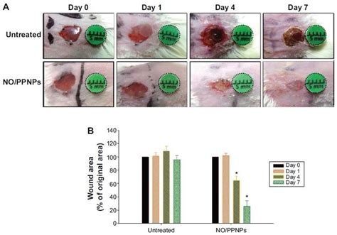 Figure 10 Wound healing assay in mice. | Polymer science, Nitric oxide ...