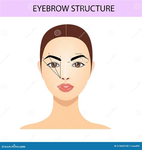 Eyebrow Shaping Tips, Brows Guide, Vector Illustration, Tutorials Stock ...