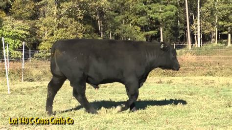 Lot 140 C Cross Cattle Co - YouTube