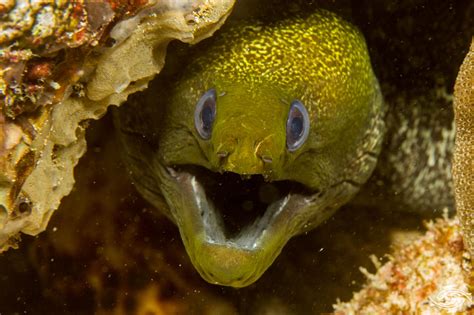 Undulated Moray Eel-Facts Video and Photographs