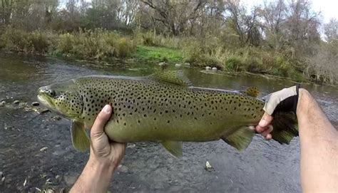 Western NY Fly Fishing: Brown Water - Brown Fish