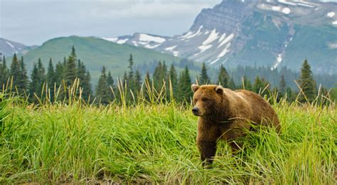 Brown Bear - “Grizzly” - Boreal Forest