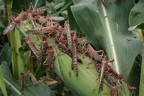New breeding swarms of desert locusts pose major threat to food ...