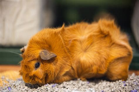 Guinea pig | Smithsonian's National Zoo and Conservation Biology Institute