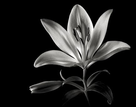 Fine Art Black And White Flower Photography | Best Flower Site