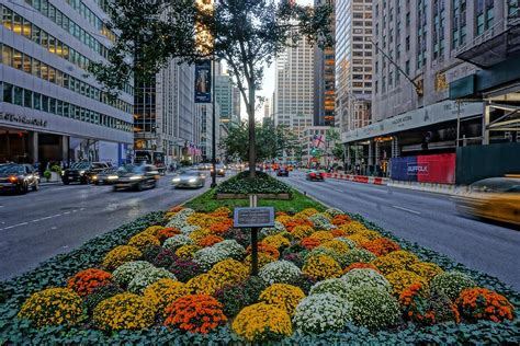 Fall colors in New York City Photograph by Andrew Dallos - Fine Art America