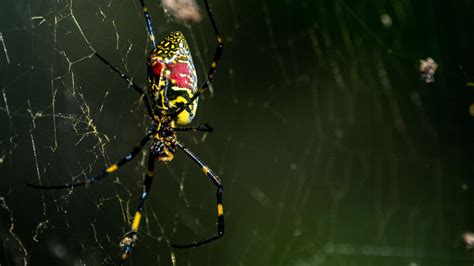 Giant flying venomous Joro spiders on the East Coast? | wthr.com