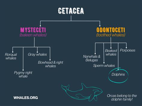 Is an orca (killer whale) a whale or a dolphin? - Whale & Dolphin Conservation USA