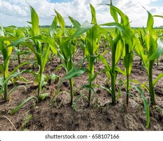 Rows Young Sweetcorn Growing English Summer Stock Photo (Edit Now) 1683671545