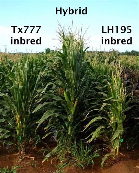 Hybrid Plants: What are they and how are they hybridized? | Everchem ...