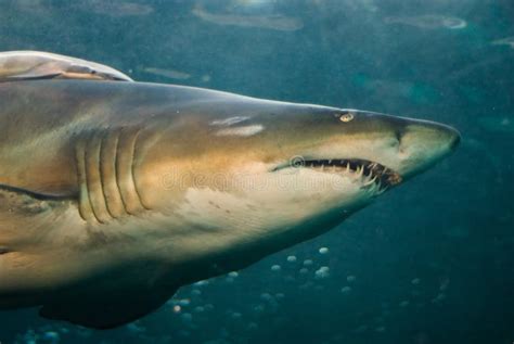 Shark swimming underwater stock image. Image of blooded - 5419085