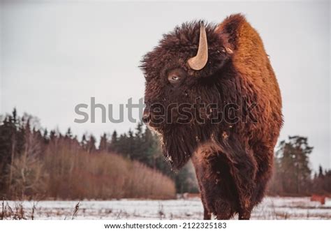 100 Buffalo Bison Hybrid Images, Stock Photos & Vectors | Shutterstock