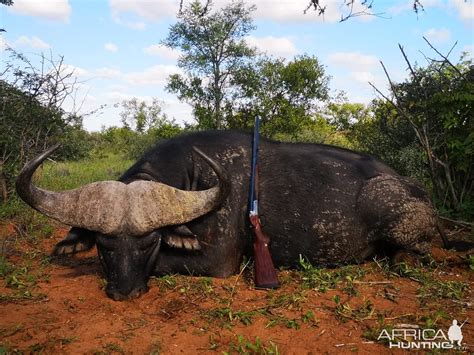 Cape Buffalo Hunt South Africa | AfricaHunting.com