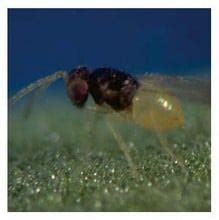 Whitefly Control Natural Pest Control - Harrod Horticultural