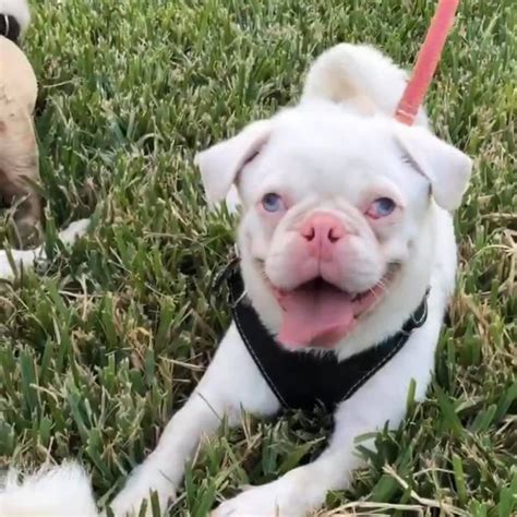 Albino Pug | Kooky Pugs