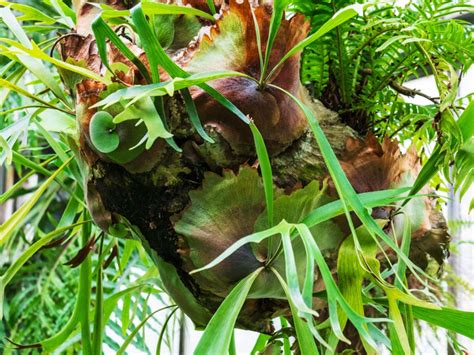 Staghorn Fern Pup Propagation - What To Do With Staghorn Fern Pups