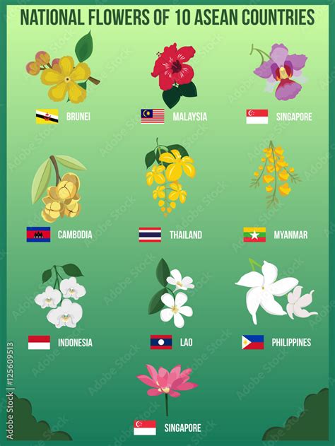 Malaysia National Flower Vector | Best Flower Site