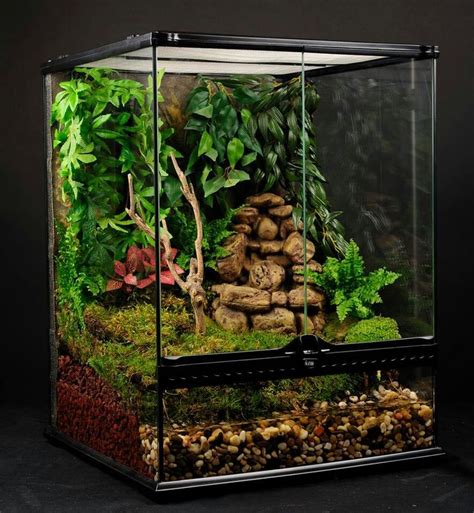 Terrarium | Frog terrarium, Tree frog terrarium, Frog habitat