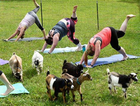 Goat Yoga Is the Most Damning Evidence Yet That the Novelty Yoga Is Out of Control