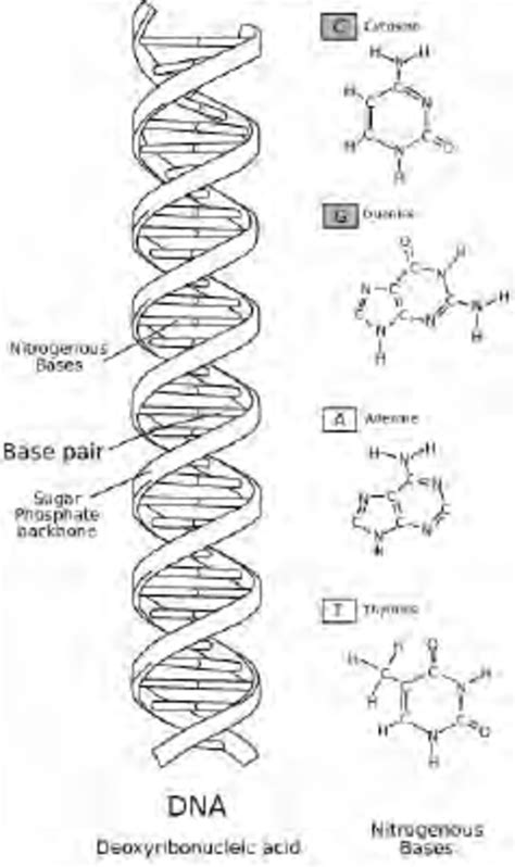 1. DNA is made of four nucleotide building blocks. | Download Scientific Diagram