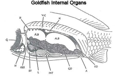 Goldfish Anatomy Terms