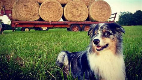 The 10 Best Farm Dog Breeds You Could Ask For