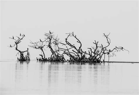 Black and White Mangroves Photograph by Kelly Walkotten - Fine Art America