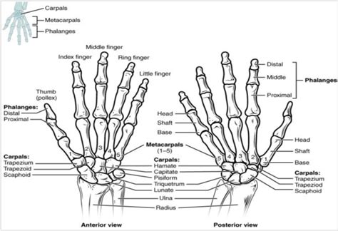 Right hand bones; anterior view (left) and posterior view (right) [10 ...