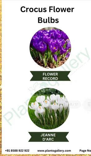 Crocus Flower Bulbs imported at Rs 30/piece | New Delhi | ID: 2849184379030