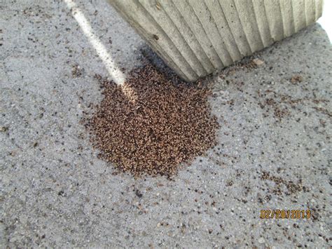 Termite Droppings | Project Noah