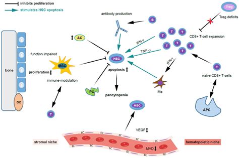 Possible mechanisms contributing to bone marrow niche modulation and ...