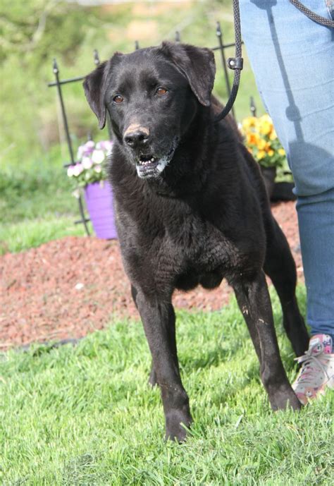 Labrador Retriever for Adoption - Meet Maggie