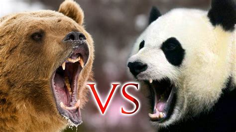 GRIZZLY BEAR VS. PANDA ...WHO WILL BE THE WINNER!! - YouTube