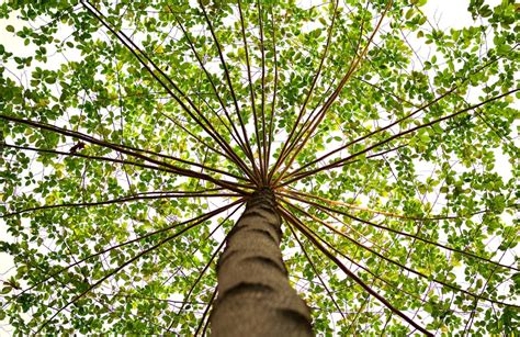 Neighbors Beware: Trimming Overhanging Tree Limbs May Result in Damages ...