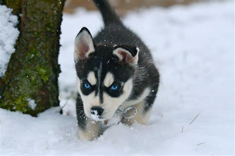 Siberian Husky Snow Dogs HD Wallpapers