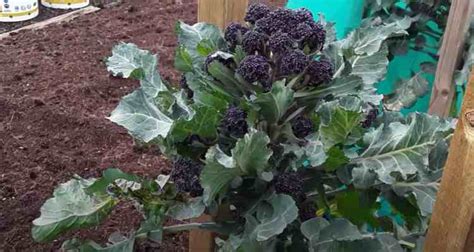 How to Grow Purple Sprouting Broccoli - Gardening Channel