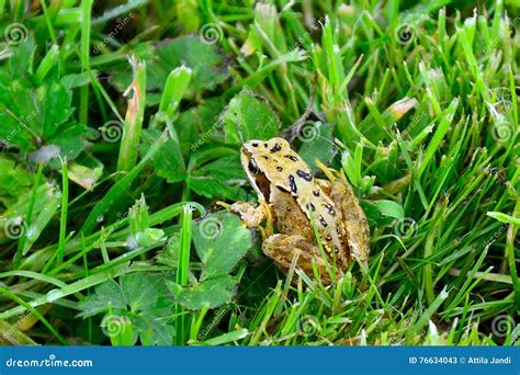 Frog stock image. Image of ireland, natural, wildlife - 76634043