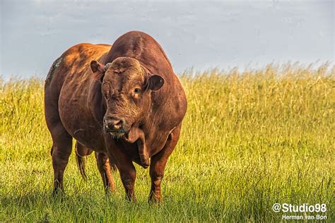 The Africander – Herman van Bon Photography