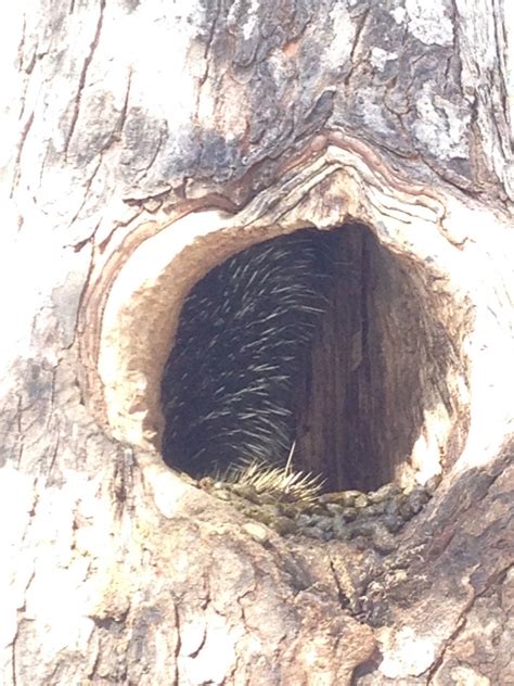 Porcupine in a tree | Nature Up North