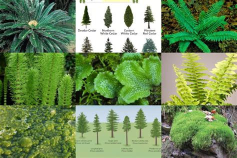 Flowering And Non Flowering Plants Differences Examples And Reproduction Science Lesson – NBKomputer