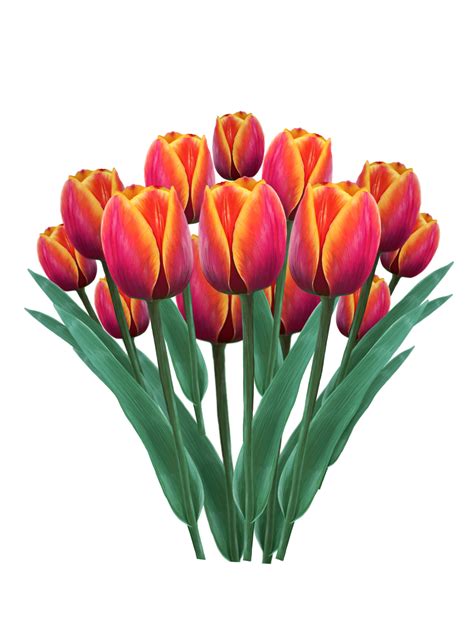 spring tulip flowers in a bouquet drawing 15098713 PNG