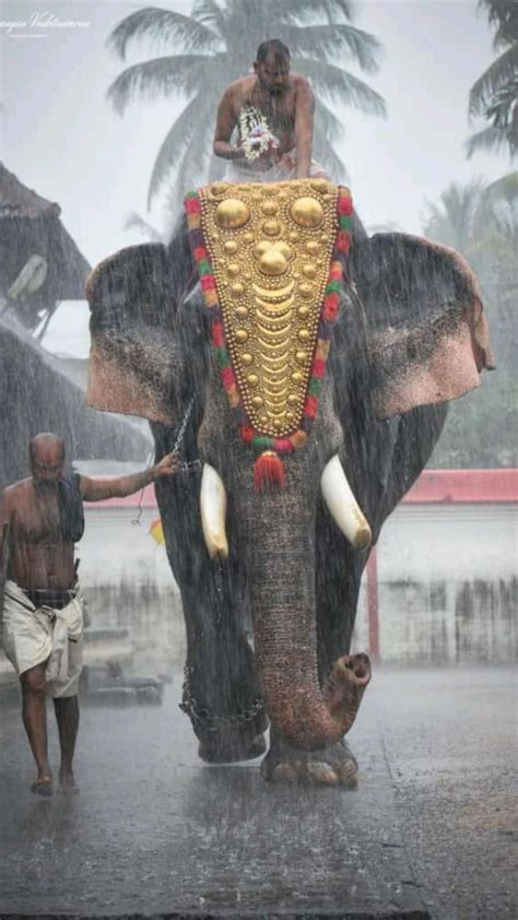 kerala temple #kerala | Elephant india, India culture, Elephant photography