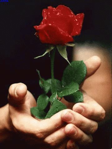 Rose Sparkle GIF - Rose Sparkle Flower - Discover & Share GIFs