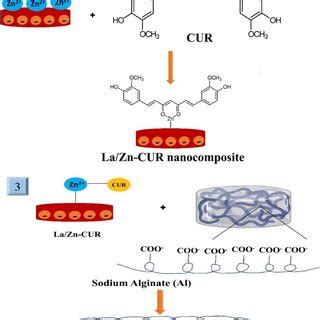 A schematic for hydrogel preparation using the chemical structure of... | Download Scientific ...