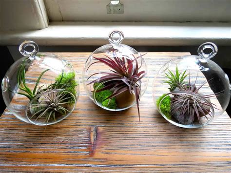 Hanging Air Plant Terrariums | 1001 Gardens