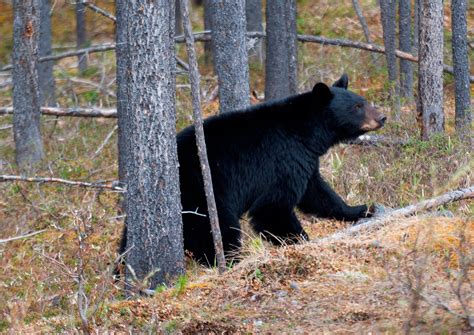 Wildlife Safety | When you Visit Winter Park Colorado