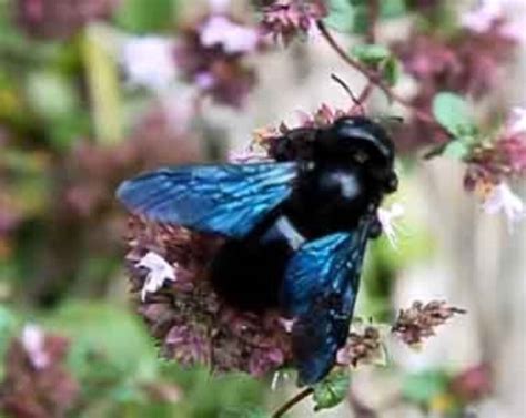 Blue Orchard Bee Pollination Certificate Cocoons Includes FREE ATTRACTANT filled by Rocky Pond ...