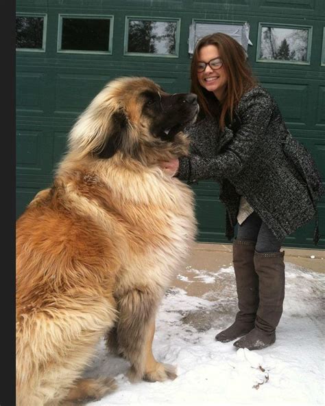 Leonberger everyone want to have a big dog? | Large dog breeds, Huge dogs, Family dogs breeds